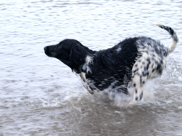 Gracie, Munsterlander, runs in the sea