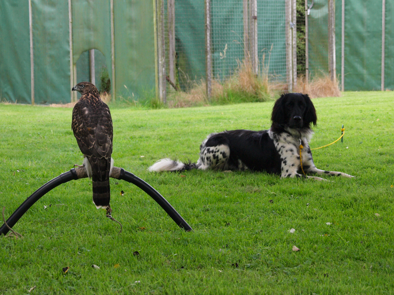 Time together, future falconry partners.