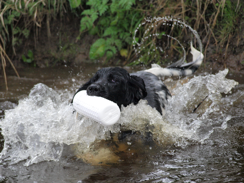 Great water working dogs, Munsterlanders