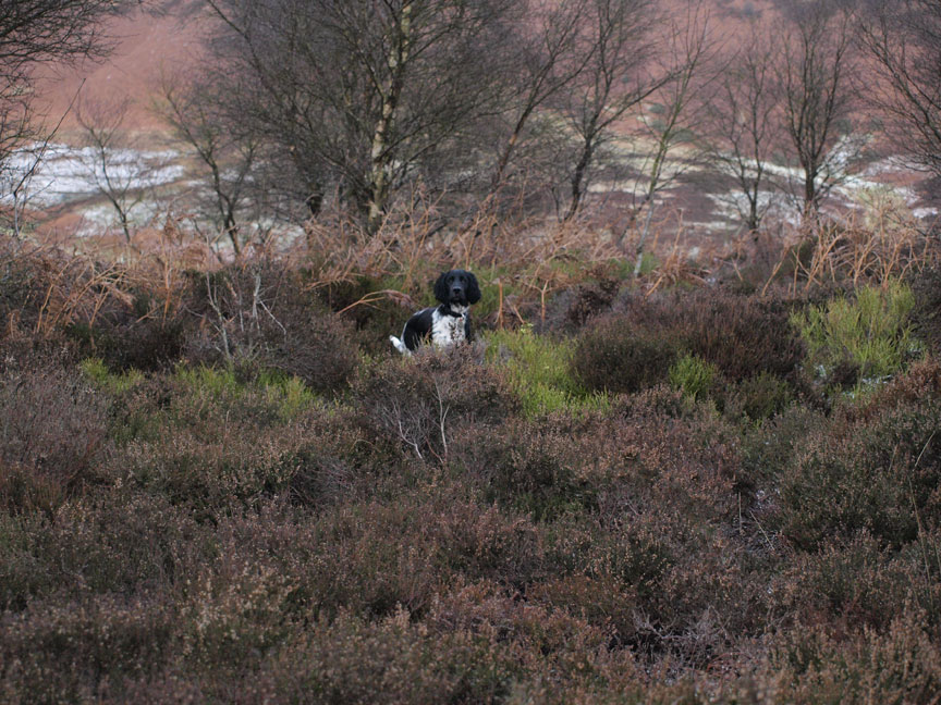 Gracie checks out the heather at Horcum