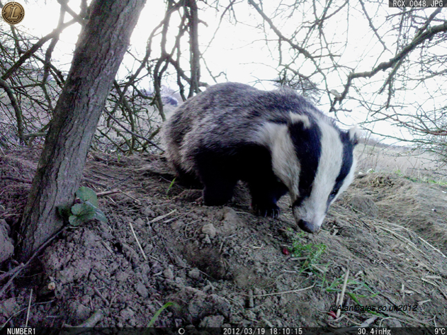Badger at peanut bait