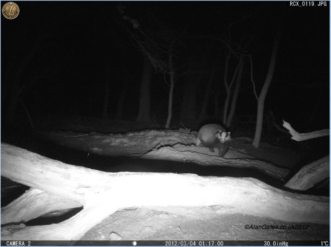 Badger at night on Leupold RCX-2 camera
