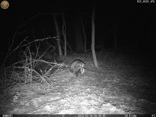 Badgers Mating
