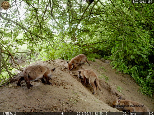 Fox cubs outside badger sett