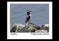 Photo Galery of Seabirds on Bass Rock, Farne Islands